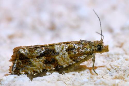 Celypha sp.